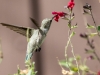 Broad-billed Hummingbird