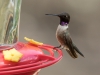 Black-chinned Hummingbird