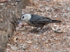 White-breasted Nuthatch