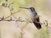 Rivoli's Hummingbird