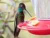 Rivoli's Hummingbird