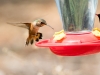Rufous Hummingbird
