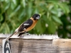 Black-headed Grosbeak