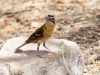 Black-headed Grosbeak