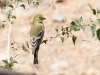 Lesser Goldfinch