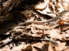 Gila Spotted Whiptail
