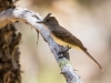 Dusky-capped Flycatcher