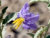 Silverleaf Nightshade