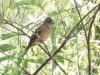 Blue Grosbeak