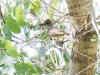 Brown-crested Flycatcher