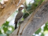 Gilded Flicker