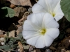 Field Bindweed