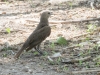 Varied Bunting