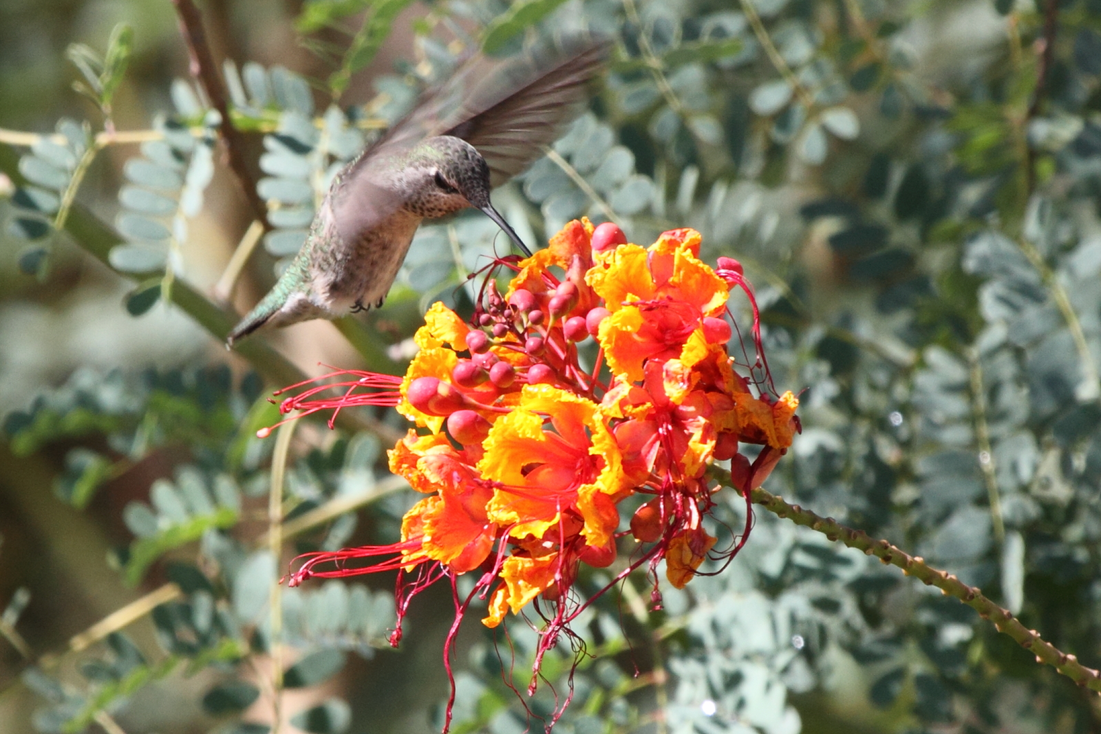 Anna\'s Hummingbird