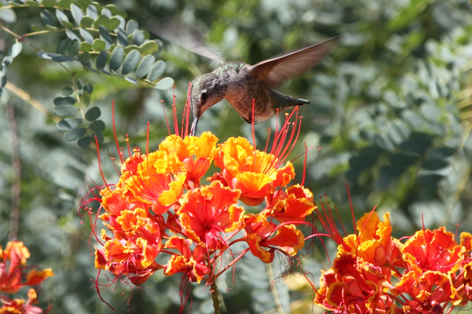 Anna\'s Hummingbird