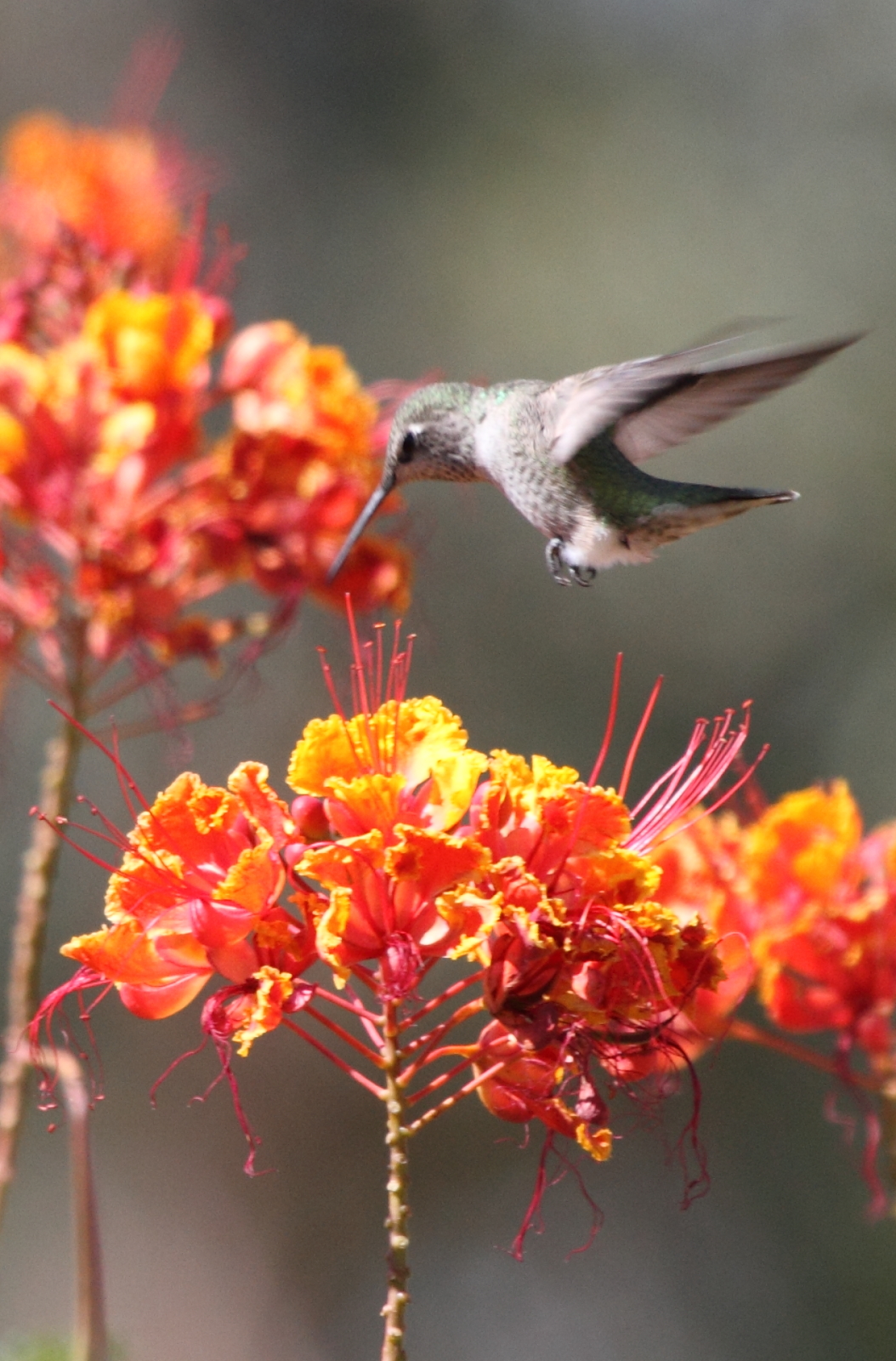 Anna\'s Hummingbird