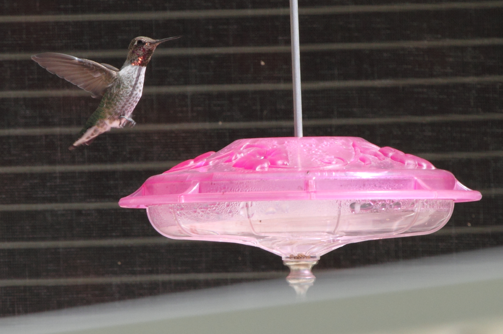 Anna\'s Hummingbird