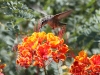 Anna's Hummingbird