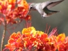 Anna's Hummingbird