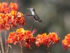 Anna's Hummingbird