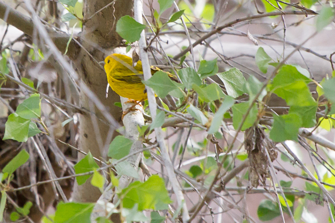 Yellow Warbler