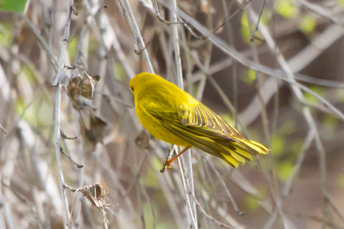 Yellow Warbler