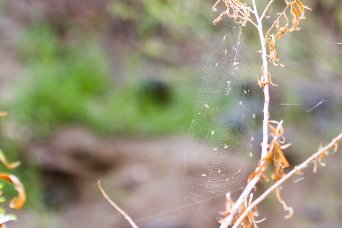 Spiderweb. Aravaipa.