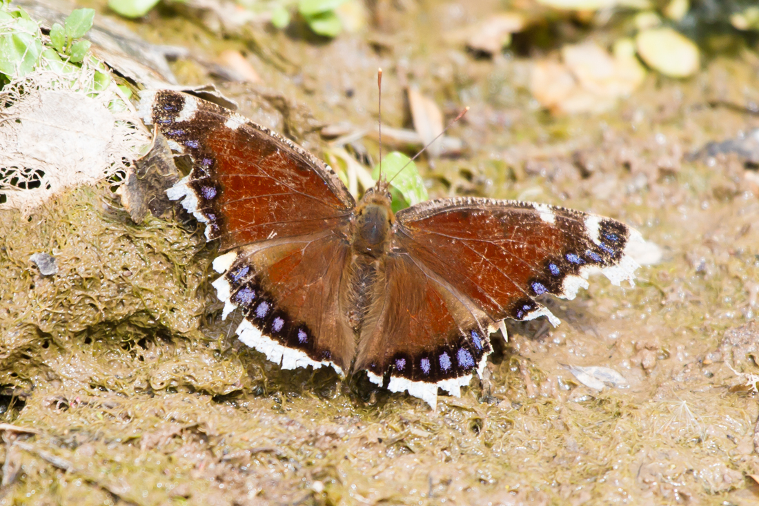 Mourning Cloak