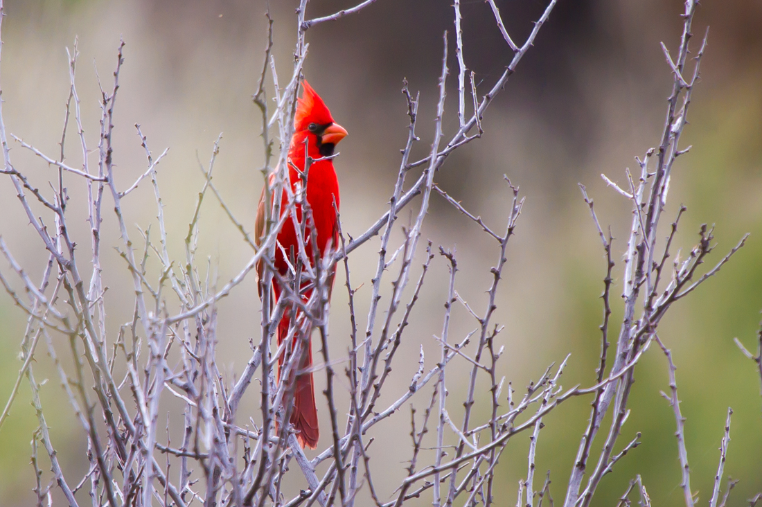 Northern Cardinal