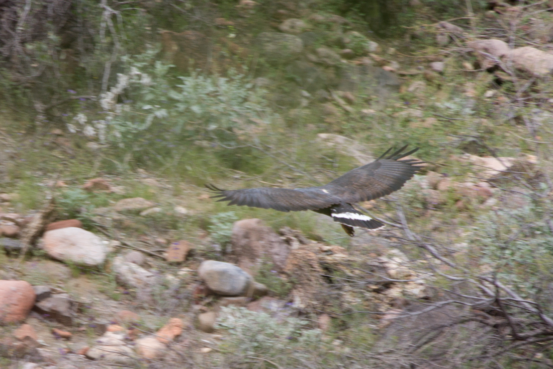 Common Blackhawk