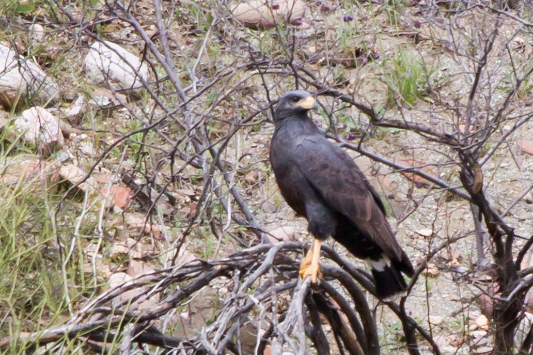 Common Blackhawk