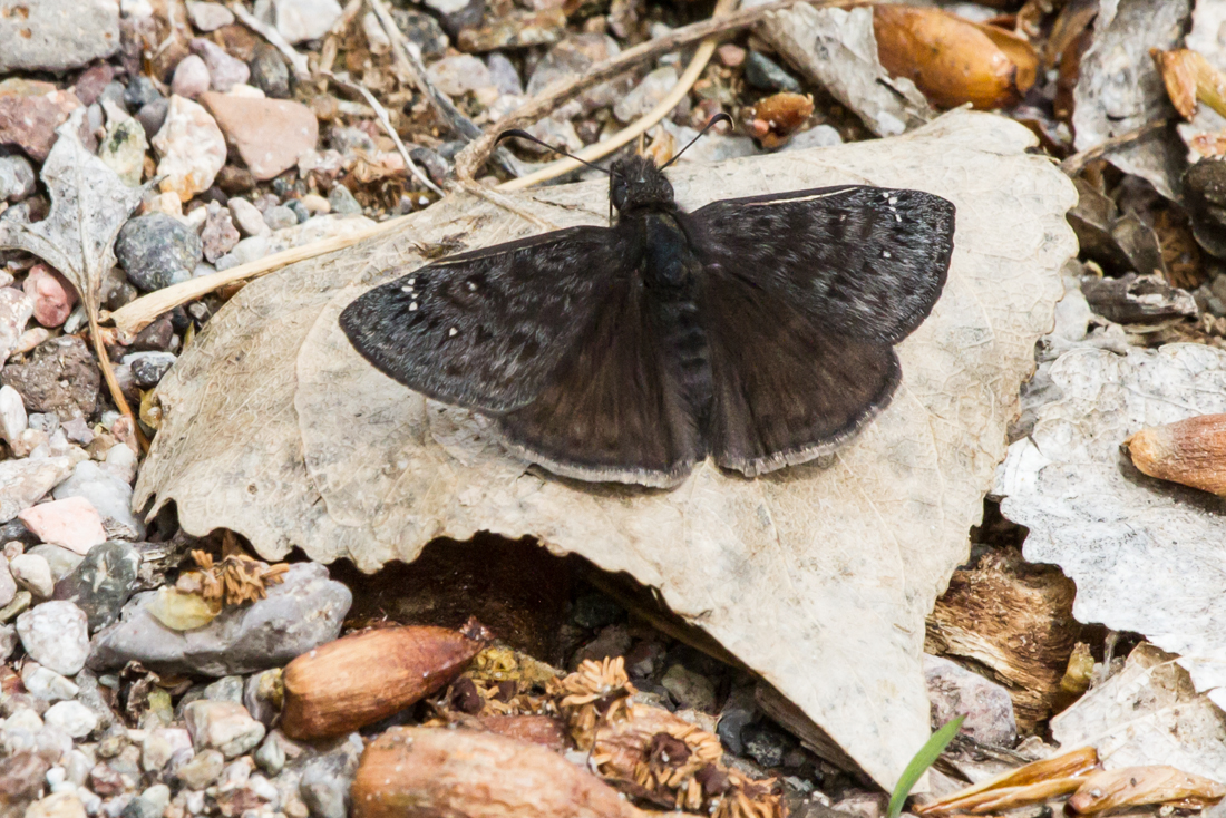 Funereal Duskywing