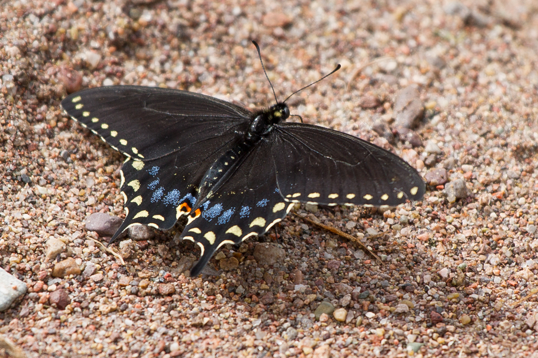 Black Swallowtail