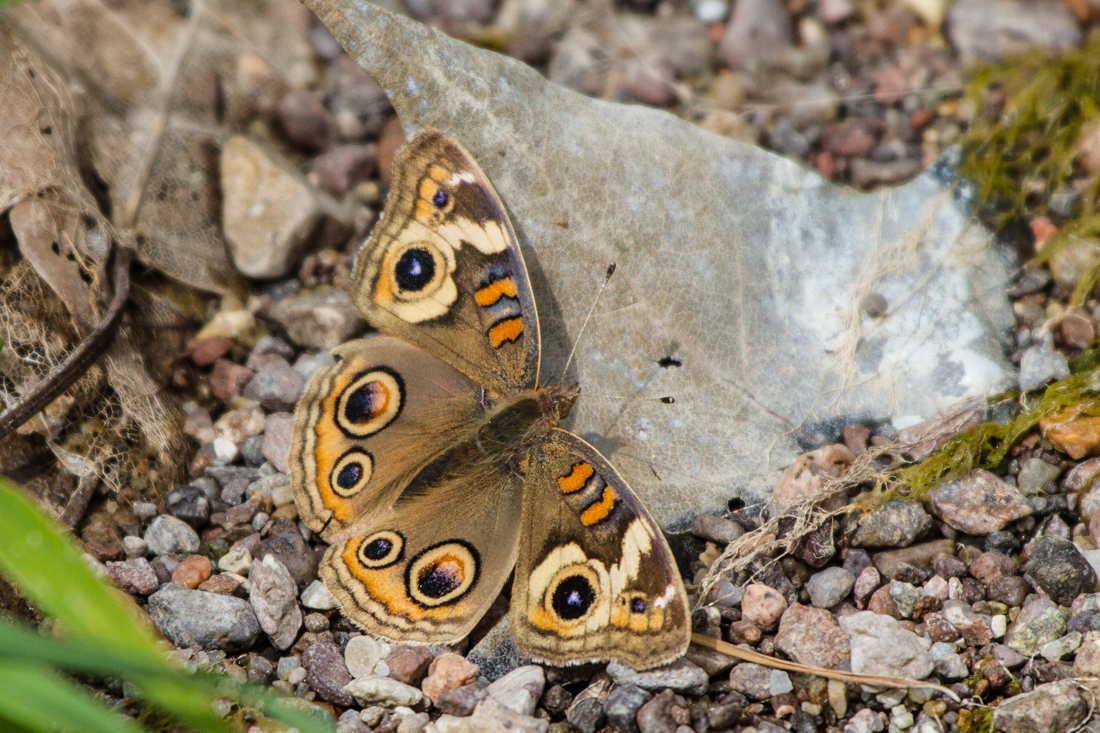 Common Buckeye