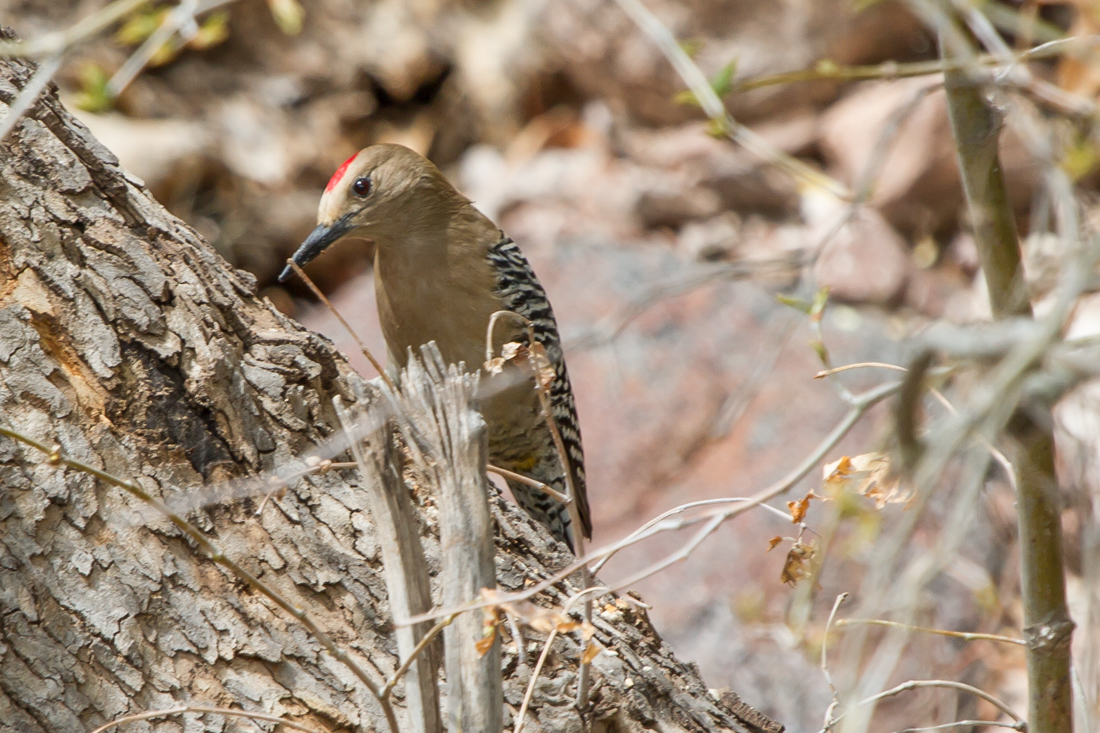 Gila Woodpecker