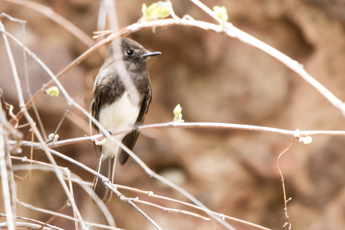 Black Phoebe