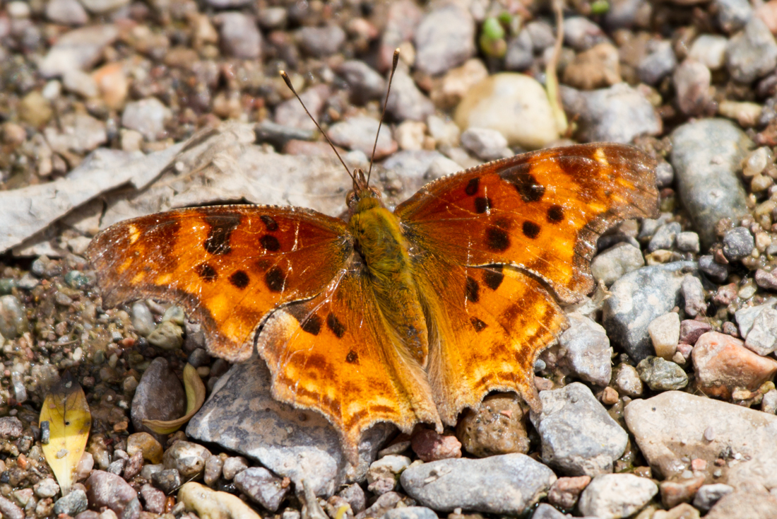 Satyr Anglewing