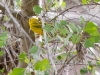 Yellow Warbler