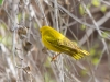 Yellow Warbler