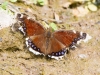 Mourning Cloak