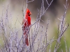 Northern Cardinal