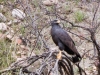 Common Blackhawk