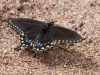 Black Swallowtail