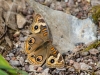 Common Buckeye