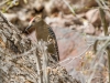 Gila Woodpecker