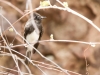 Black Phoebe