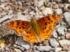 Satyr Anglewing