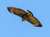 Common Blackhawk