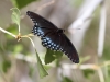 Arizona-spotted Purple