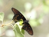 Arizona-spotted Purple